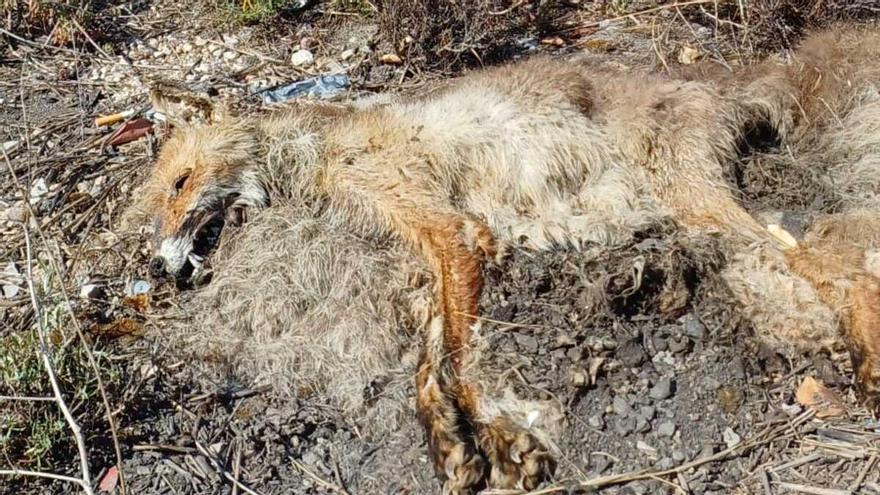 El zorro vuelve al paraje natural de les Moles de Paterna