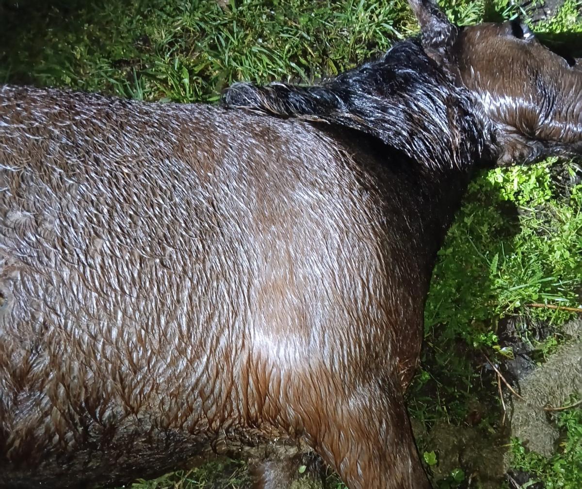 Yegua abatida de un disparo en un monte de Boiro.