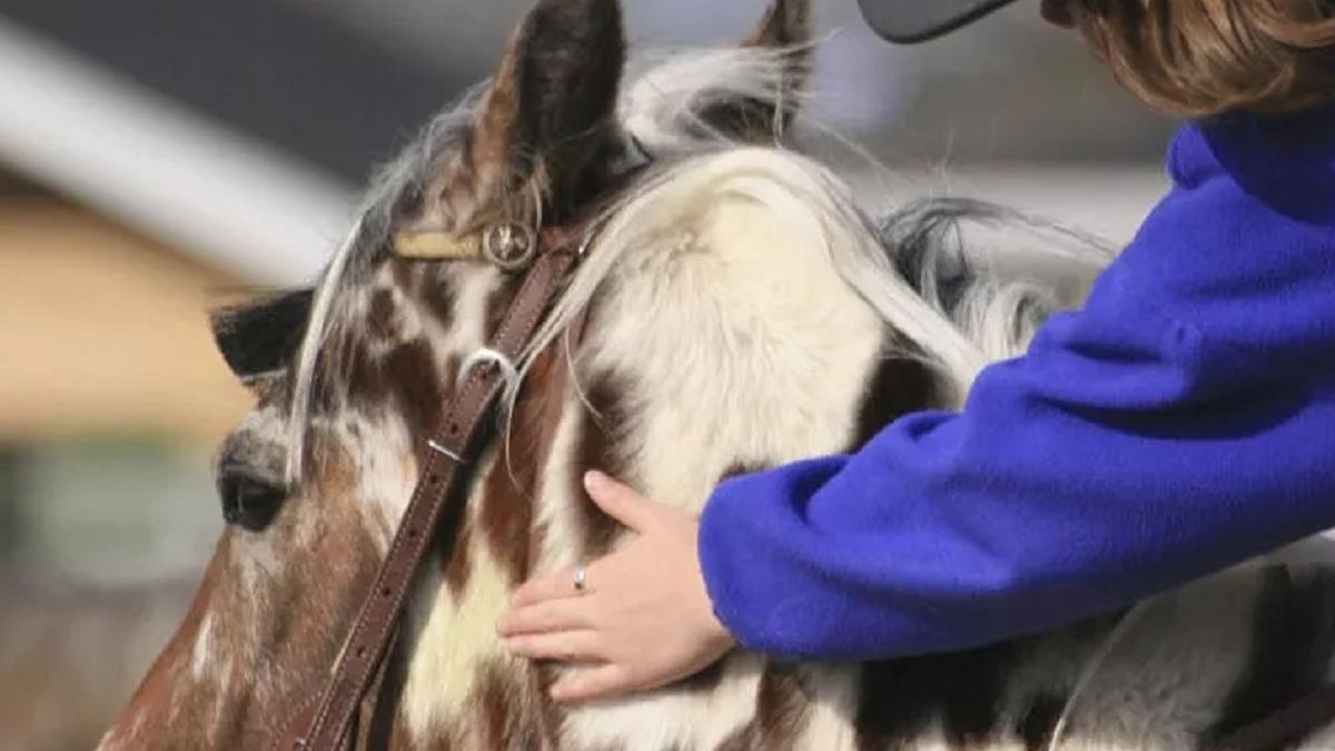 Los beneficios de la terapia con caballos tienen que ver con la rehabilitación  para mejorar aspectos físicos y psicomotores de los pacientes.