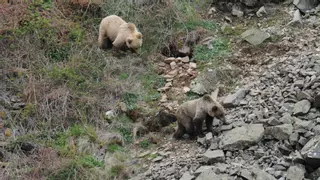 Investigan la muerte de un oso radiomarcado que cayó en un lazo en Ibias