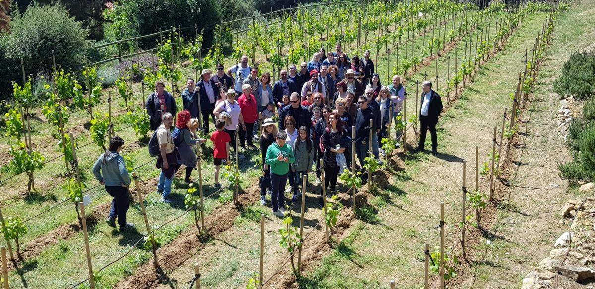 Santa Coloma reivindica la seva vinya amb 2.300 quilograms de raïm en la seva sisena verema Santa Coloma reivindica la seva vinya amb 2.300 quilograms de raïm en la seva sisena verema