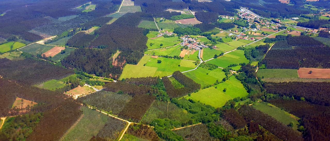 Plantaciones de árboles de pino y eucalipto en una vista aérea