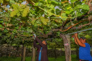 Emplean cepas centenarias de albariño en un experimento digital de trazabilidad del viñedo