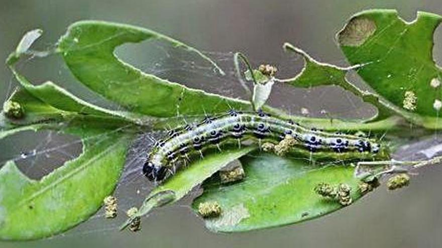 La plaga d&#039;erugues que ataca el boix s&#039;estén amb el vol de les papallones i aterra al Bages, al Berguedà i al Moianès