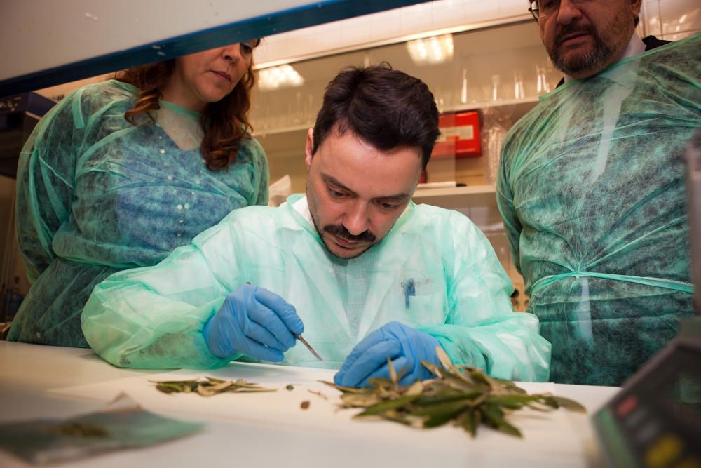 Amplían la búsqueda de la 'Xylella'