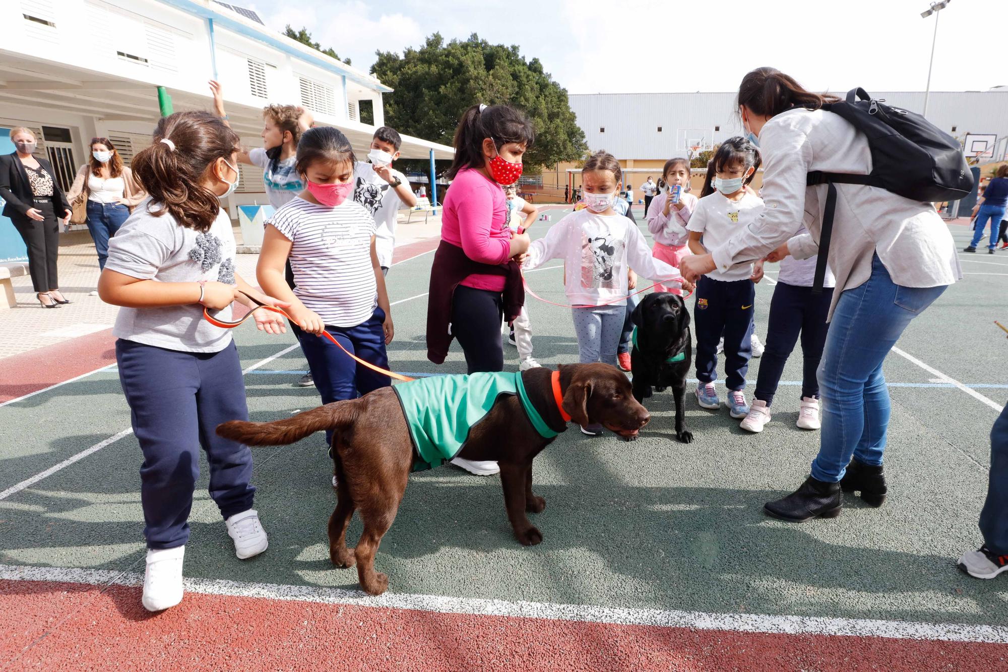 Nica, una nueva terapeuta de cuatro patas para los colegios de Ibiza y Formentera