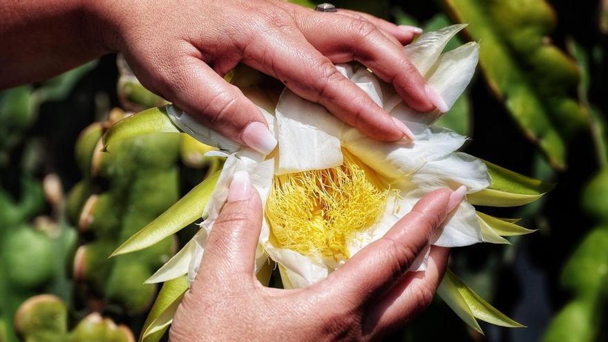 El sector agrario de Tenerife se vuelca hacia los cultivos tropicales ante el declive de los tradicionales