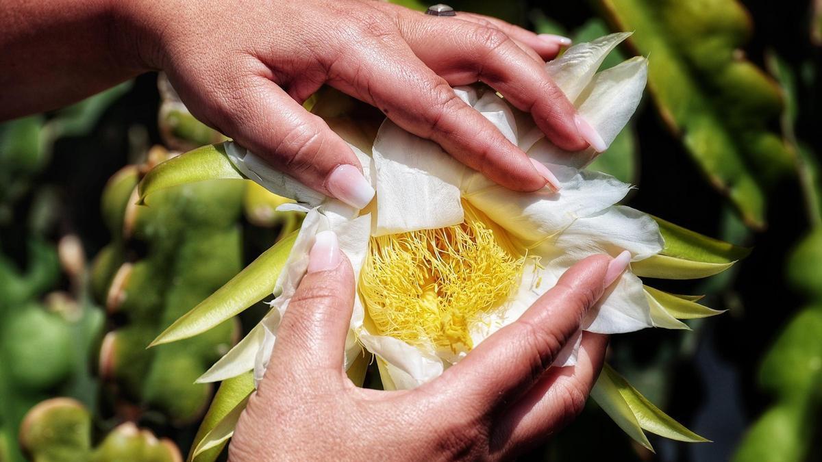 Flor de la pitaya, una fruta tropical que se ha implantado en Tenerife, en una finca de la empresa Pitaber en el sur de la Isla.