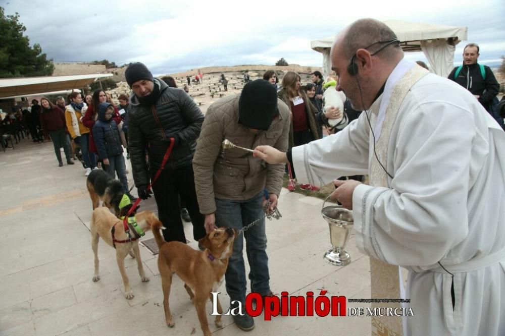 Jornada especial por San Antón en la Fortaleza del Sol de Lorca