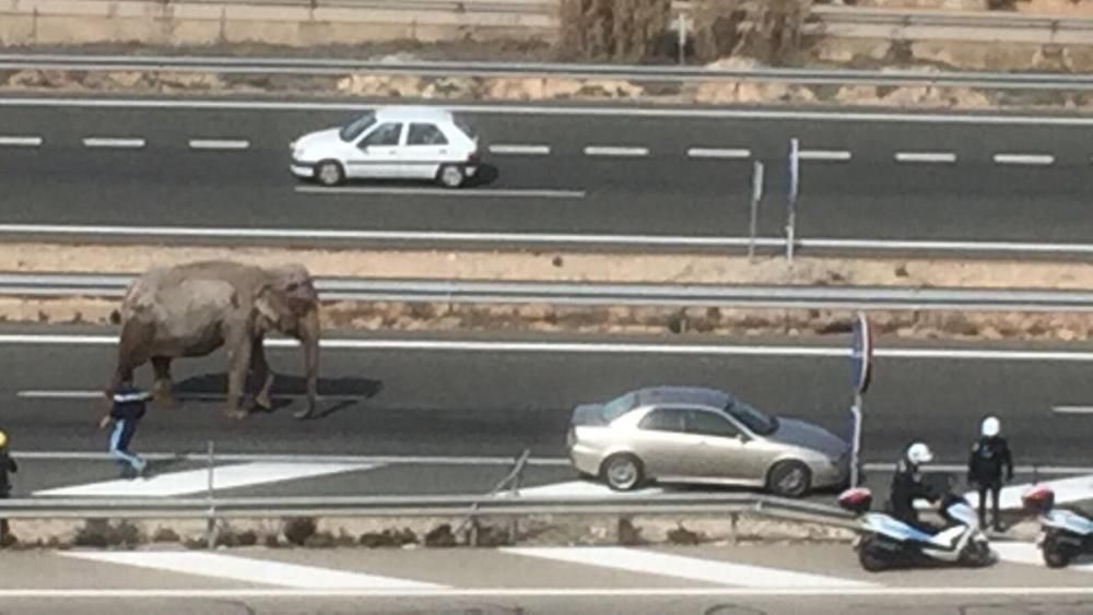 Un camión cargado con elefantes vuelca en la A-30