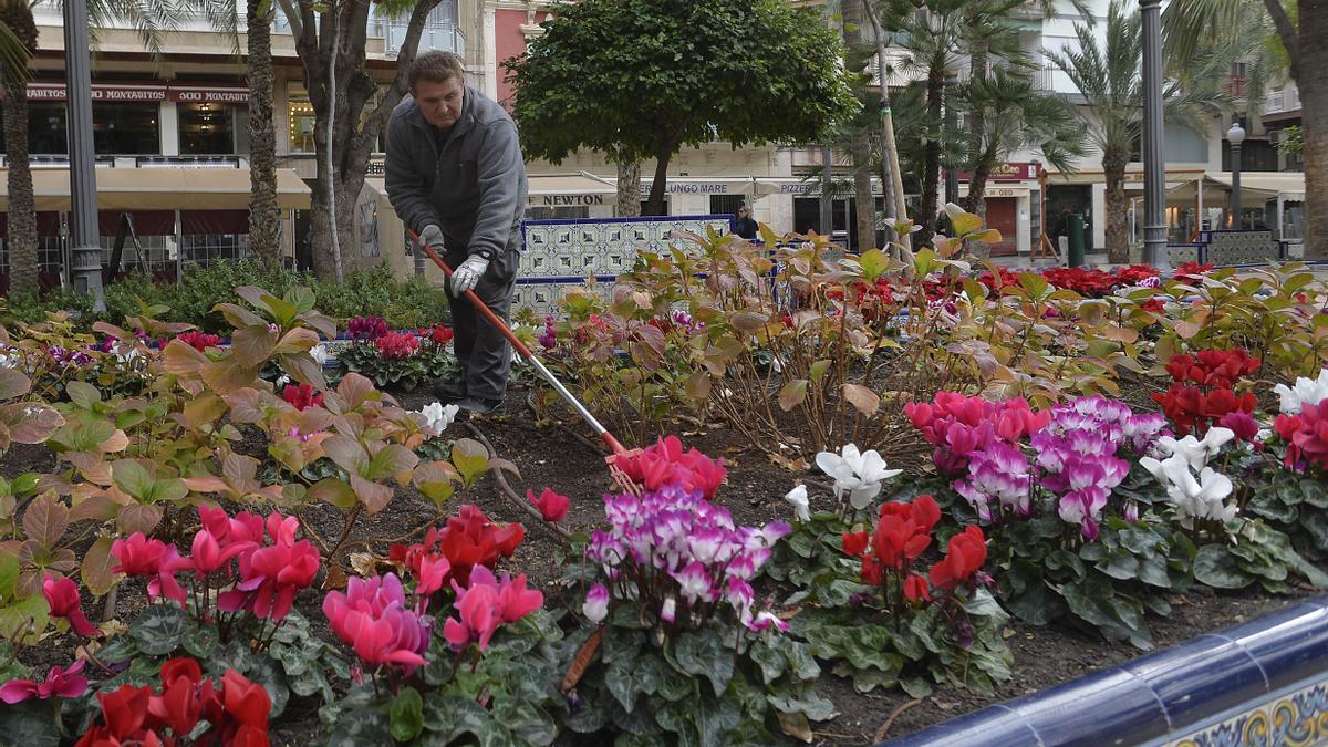 Garden maintenance in Elche. Garden maintenance in Elche.