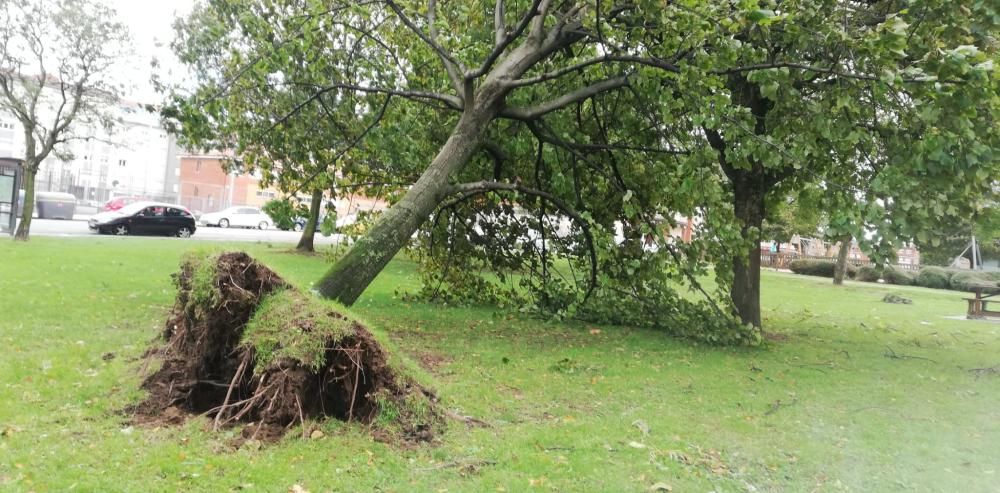 Daños por el temporal en Gijón.