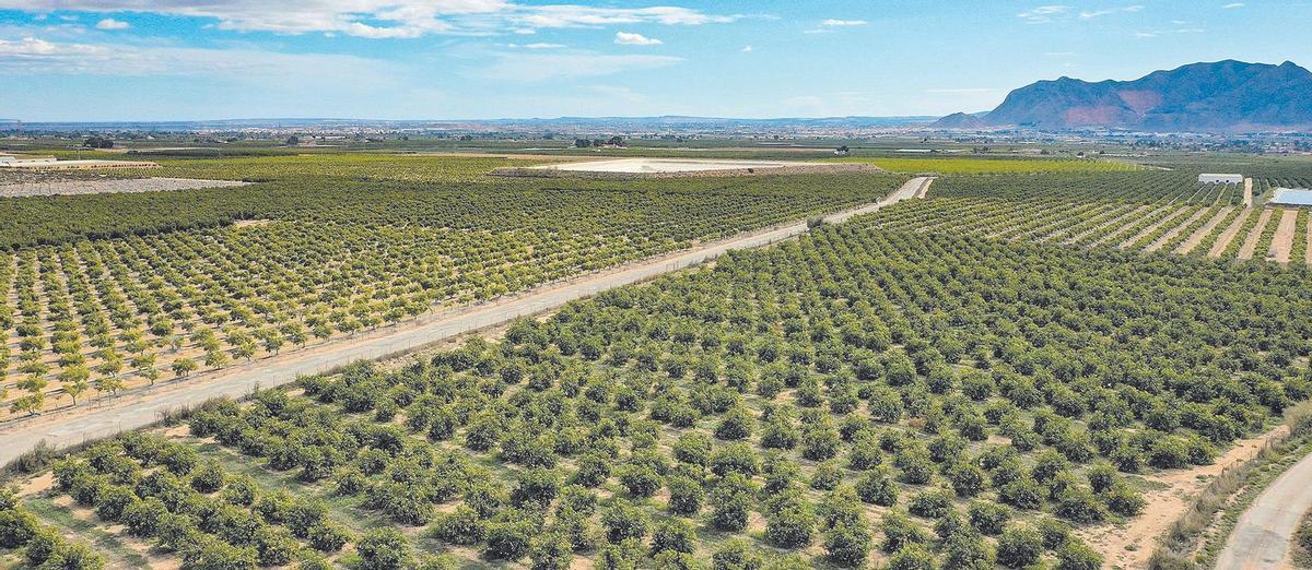 Explotaciones citrícolas en el sur de Castelló, en una imagen de archivo.