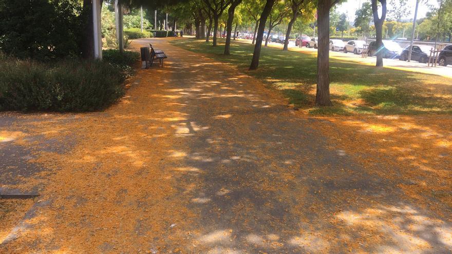 Aquesta és la flor groga silvestre que no deixes de veure pels carrers de Barcelona