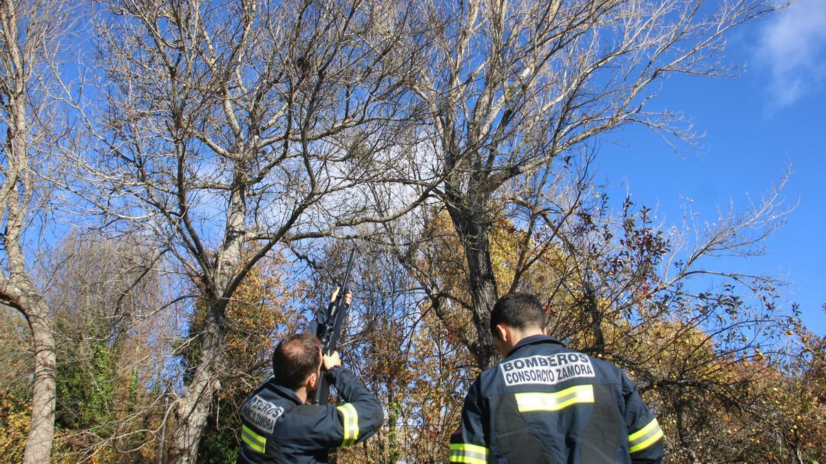 Uno de los bomberos apunta al nido con una escopeta