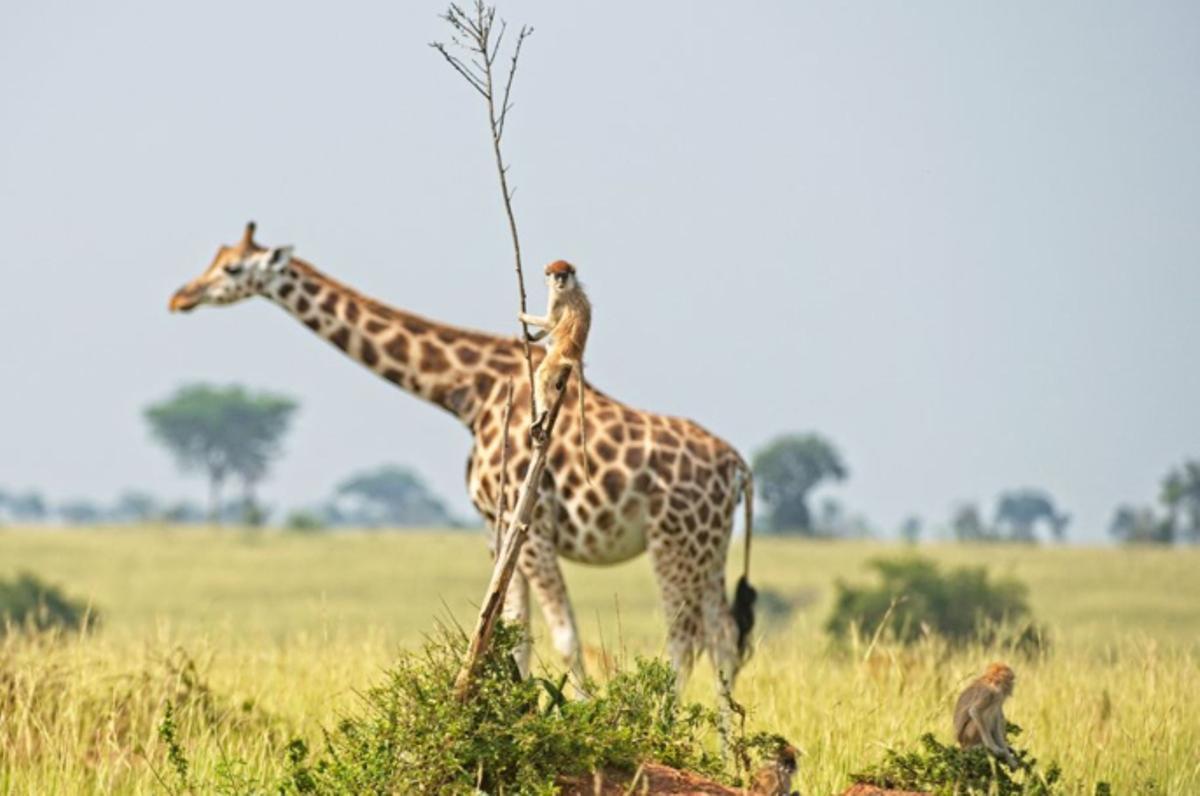 Las fotos de animales salvajes más divertidas del año