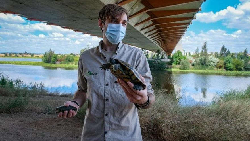 Gonzalo Albarrán, con dos de las tortugas de Florida que custodia en Rexcate.