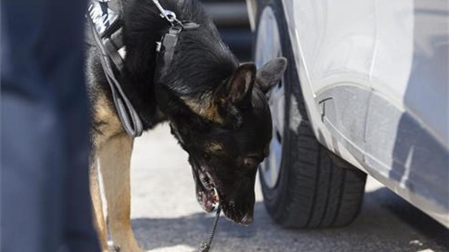 Más vigilancia tras el caso de dos perros envenenados