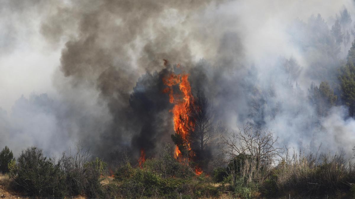 El fuego calcinó 14.000 hectáreas en el incendio de Ateca del que hoy se cumple un año.