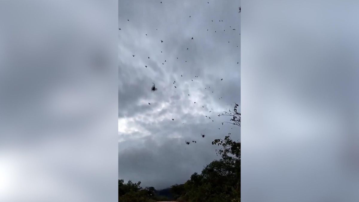 Sorprendente lluvia de arañas en Brasil