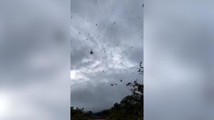Sorprendente lluvia de arañas en Brasil