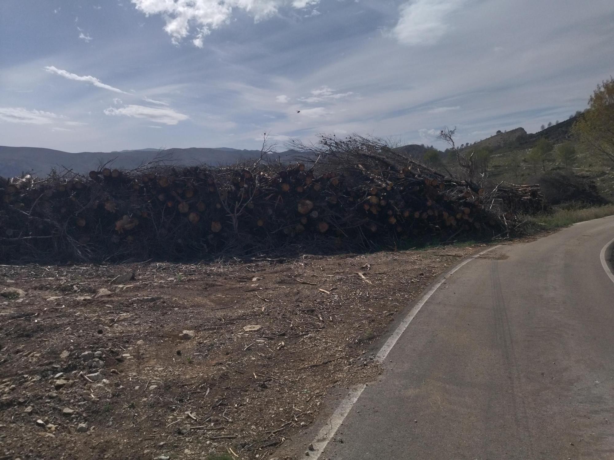 Regeneración tras la catástrofe: miles de pinos carbonizados y ahora talados y apilados