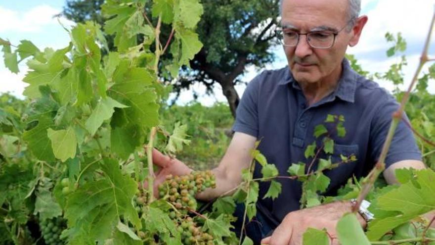 La calamarsada malmet més del 50% de la producció de raïm a part de l&#039;Alt Empordà