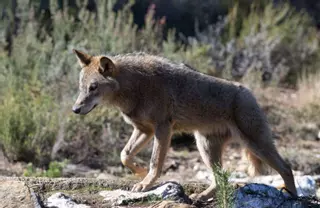 Medio Ambiente tramita ya tres solicitudes para cazar lobos en Galicia