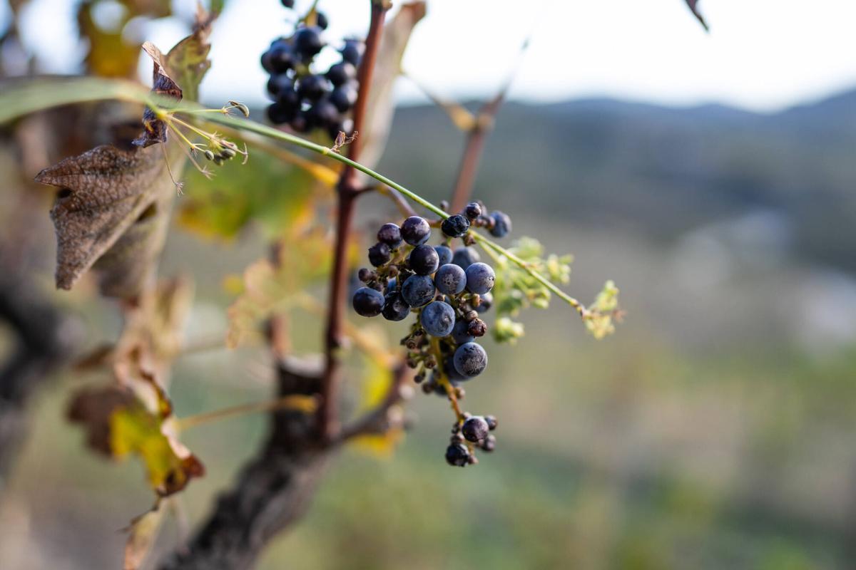 POBOLEDA 10/10/2024 Sociedad. Reportaje sequía priorat. FOTO de ZOWY VOETEN