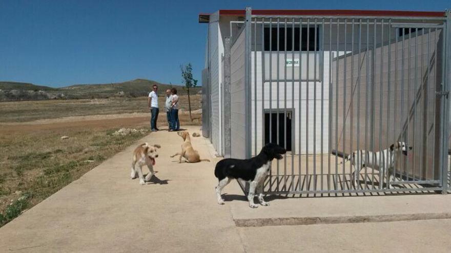 Más de 20 perros esperan adopción en el Centro de Protección de Calatayud