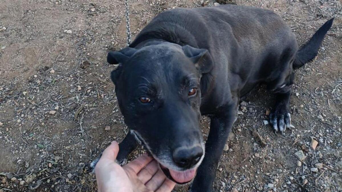 Tom, un perro mestizo que permaneció durante diez años encadenado a la intemperie en una finca de Son Anglada, en Palma.