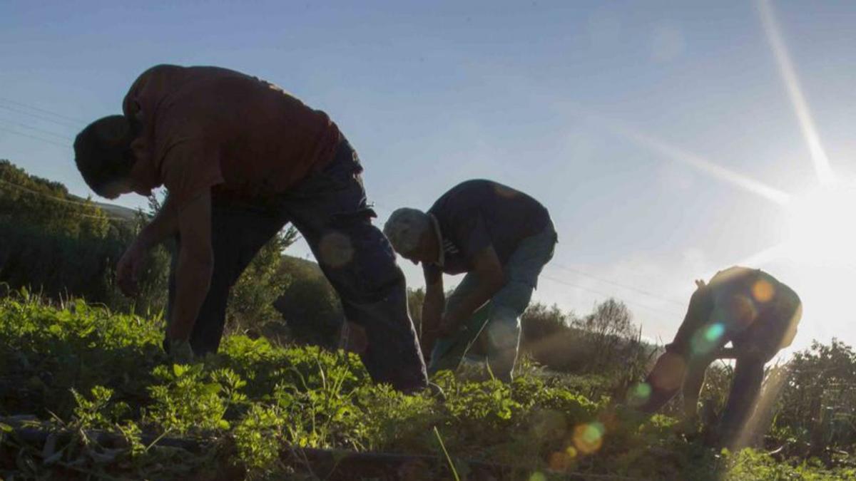 Córdoba es la segunda provincia andaluza con más superficie de hortaliza ecológica.