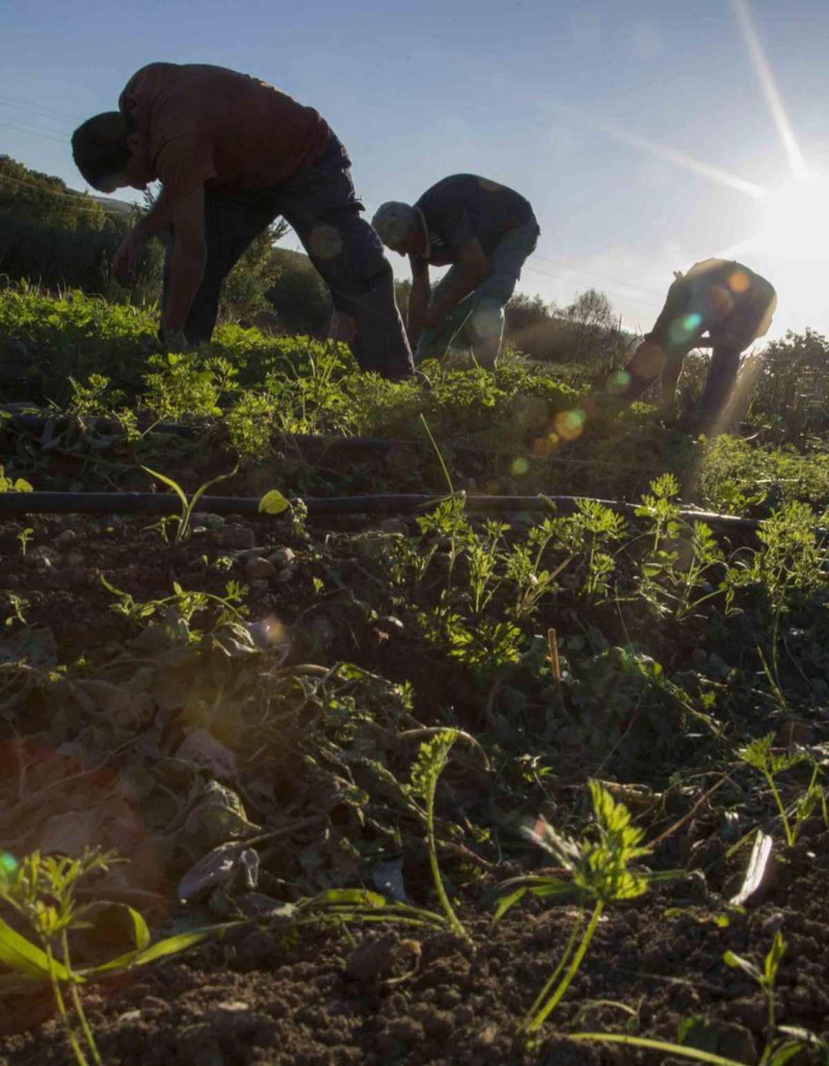 Córdoba es la segunda provincia andaluza con más superficie de hortaliza ecológica.