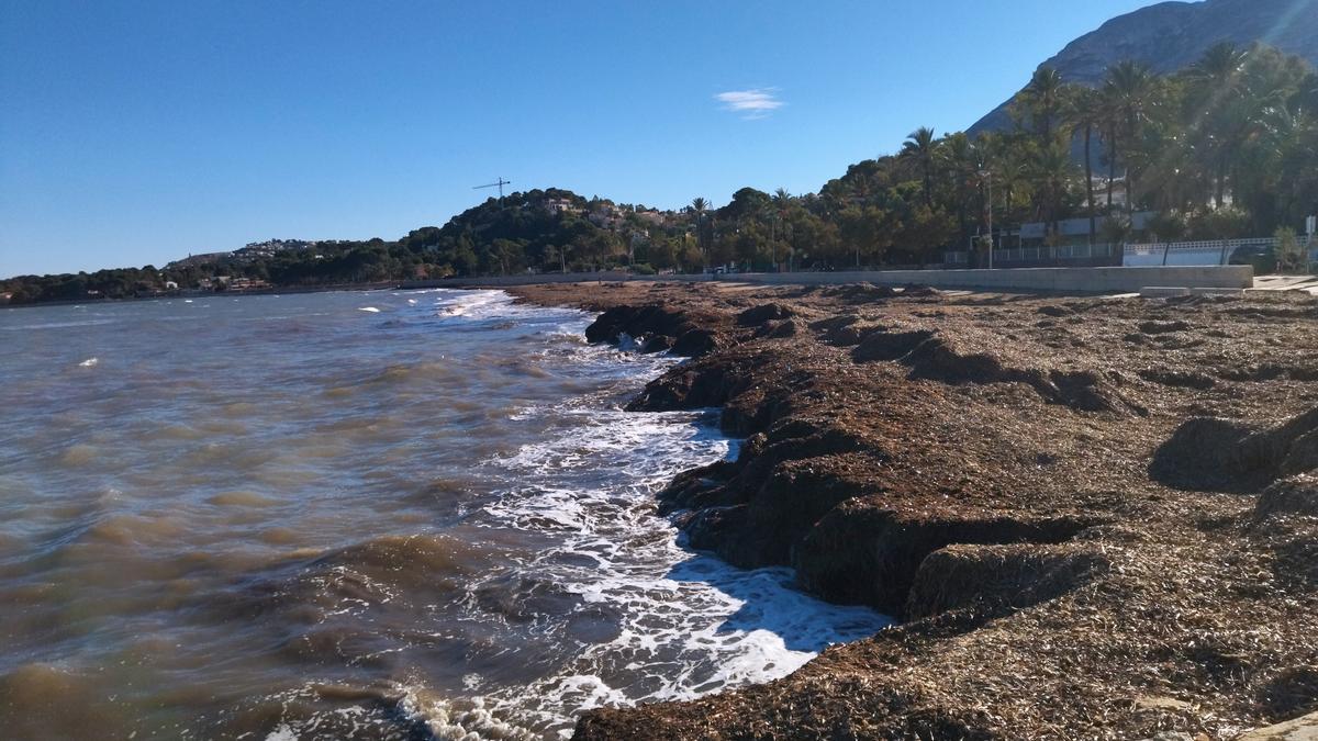 La barrera de posidonia oceánica que reduce la erosión en la playa de la Marineta Cassiana