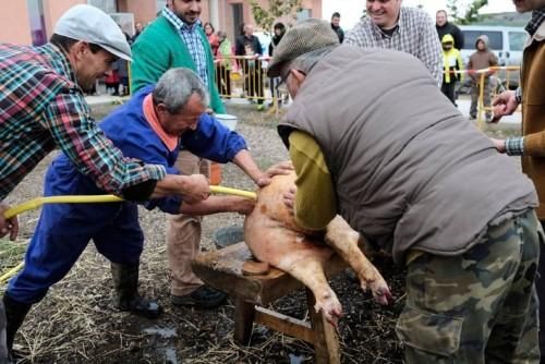 Matanza tradicional en Monfarracinos