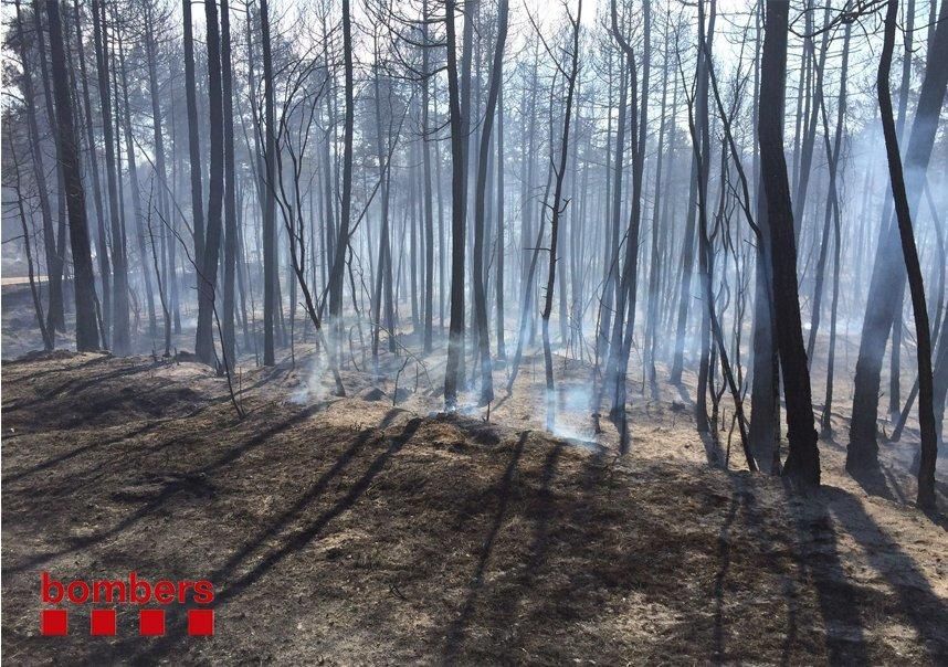 Incendi forestal a Sant Feliu Sasserra