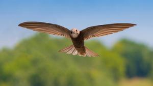 Estas son las tres aves consideradas insecticidas naturales que hay que proteger