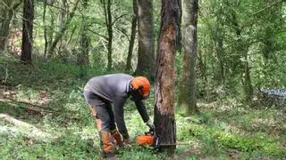 Engeguen una iniciativa pionera a la Vall de Bianya de gestió de boscos per tal d'adaptar-los al canvi climàtic