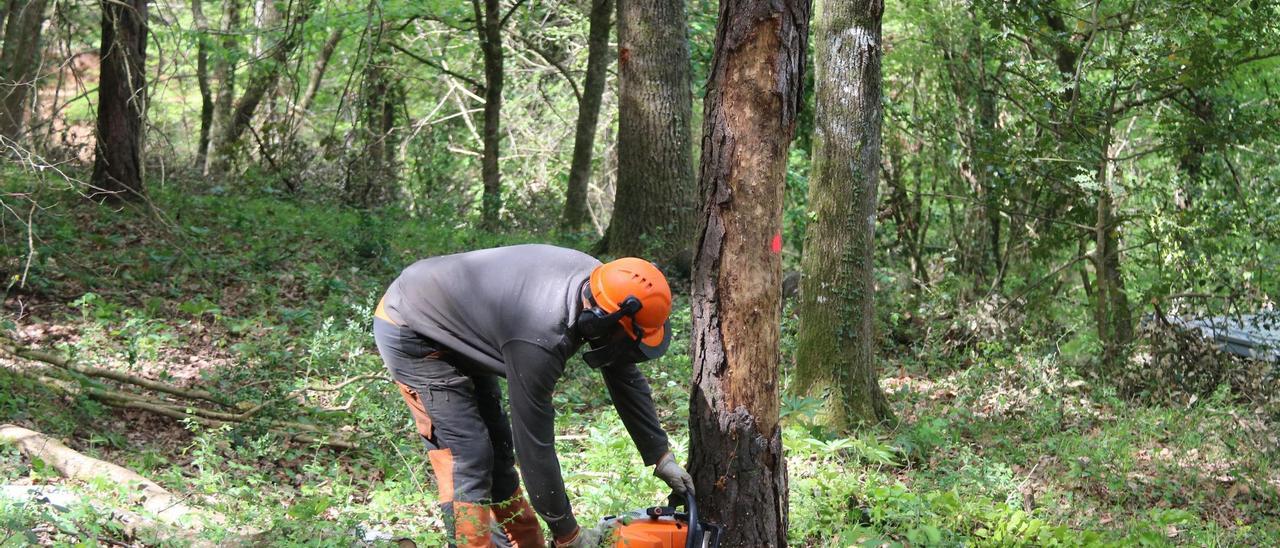 Engeguen una iniciativa pionera a la Vall de Bianya de gestió de boscos per tal d&#039;adaptar-los al canvi climàtic