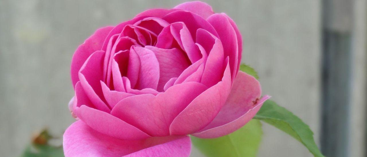 La Rosa Narcea, en una floración pasada.