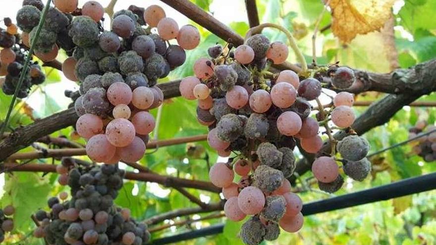 Uvas sobremaduras y afectadas por la botritis empleadas para elaborar el albariño Martín Códax Gallaecia.