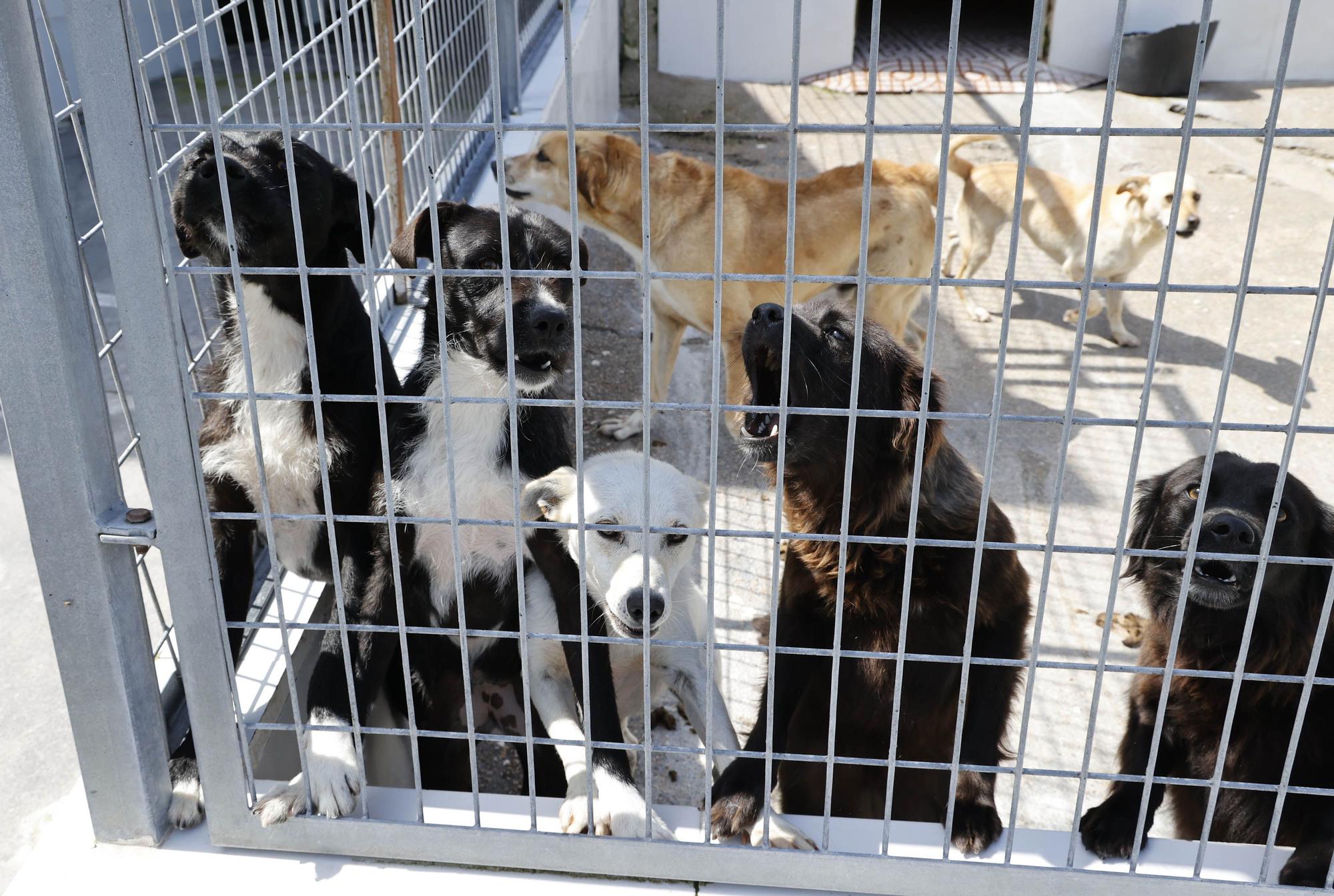 La llegada del verano dispara los abandonos de perros y gatos