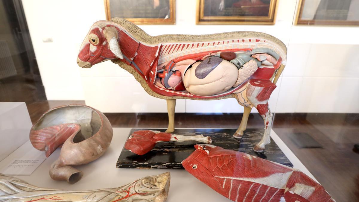 Las maquetas que explican la anatomía de diferentes animales están hechas en papel maché y se pueden abrir, encontrando en su interior los diferentes órganos.