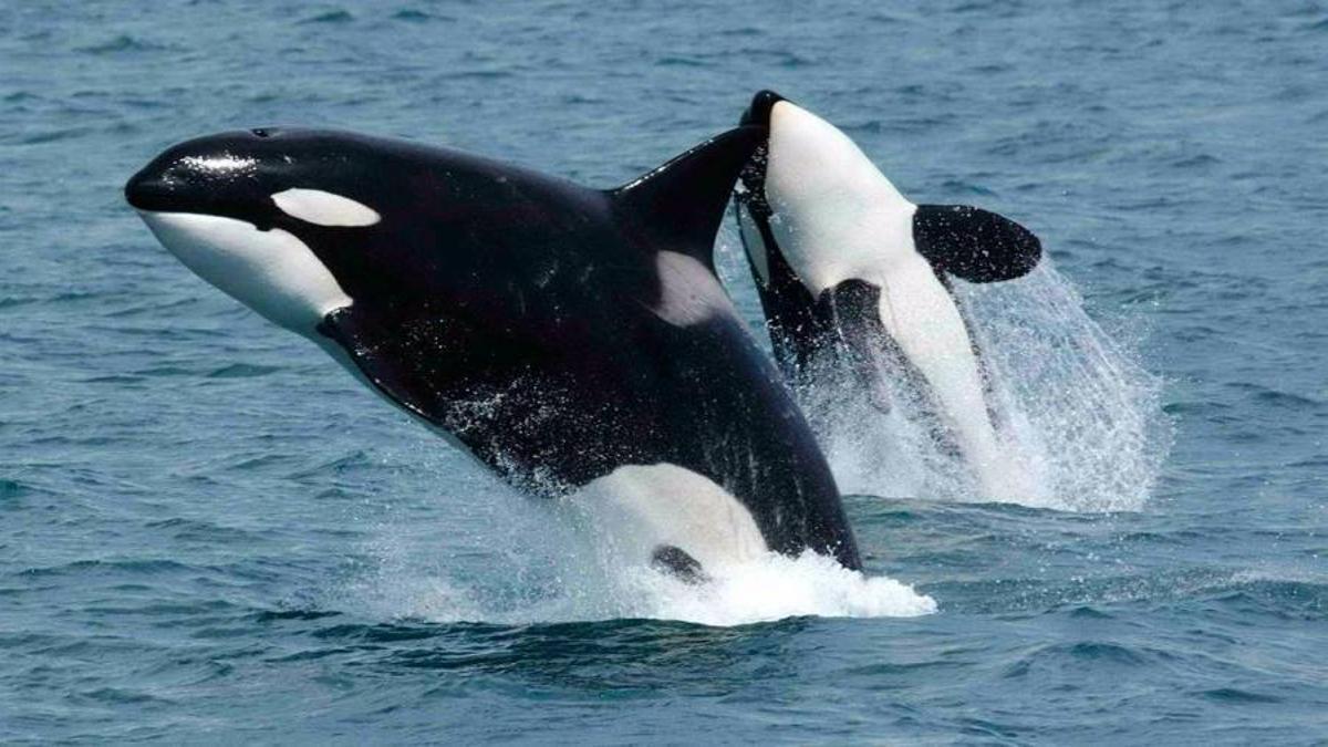 Dos ejemplares de orcas en aguas gallegas