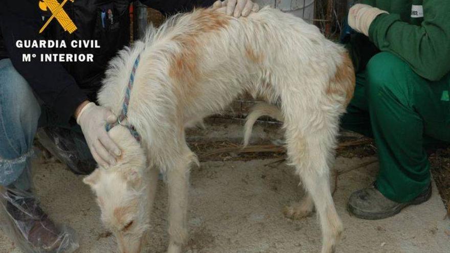 Imputado por maltrato animal tras hallar una perrera en estado lamentable