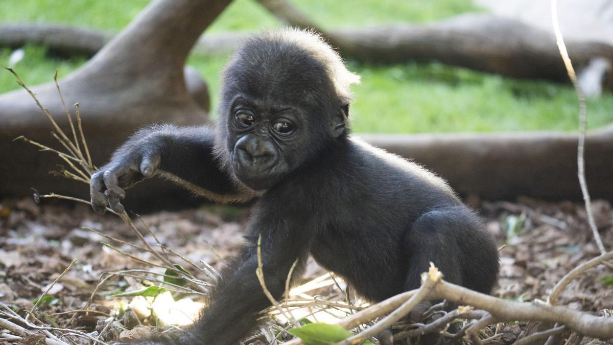 El pequeño gorila Ernie da sus primeros pasos en Málaga