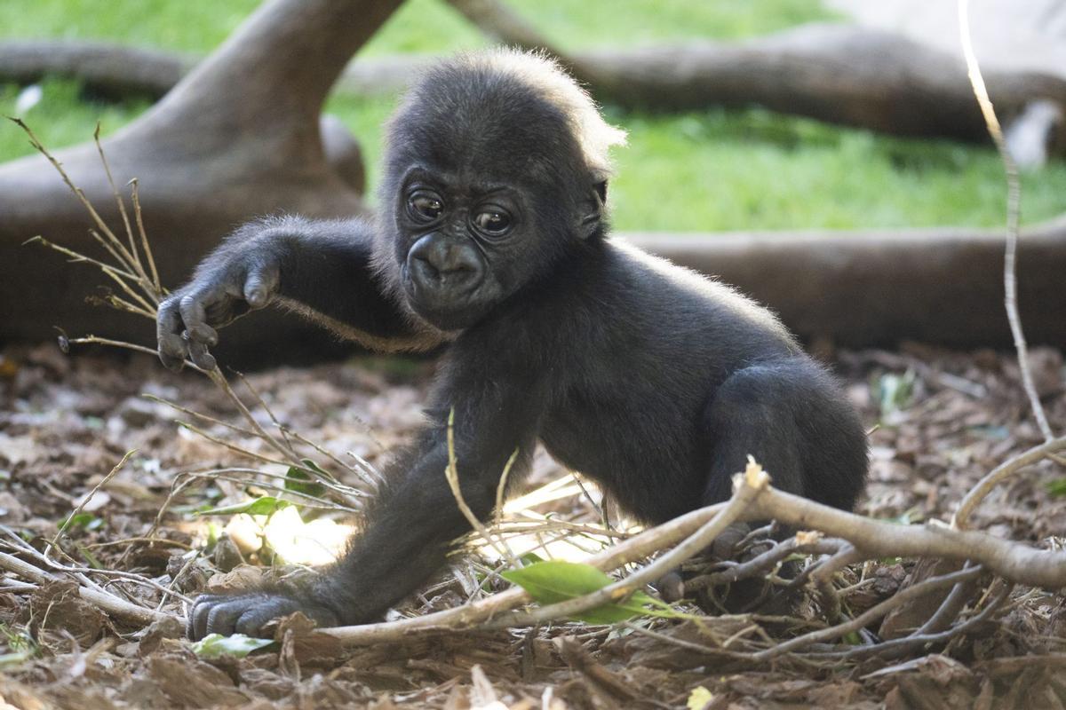 El pequeño gorila Ernie da sus primeros pasos en Málaga