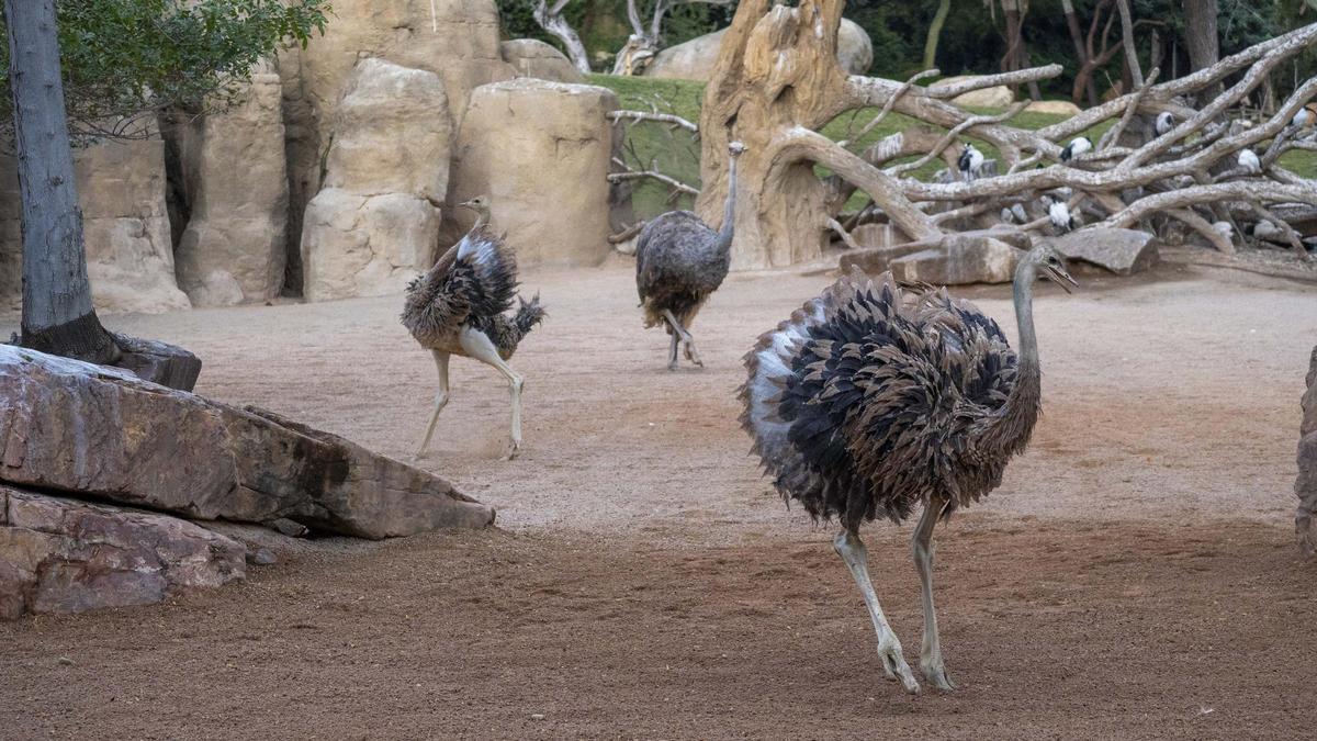 Las nuevas avestruces en Bioparc.