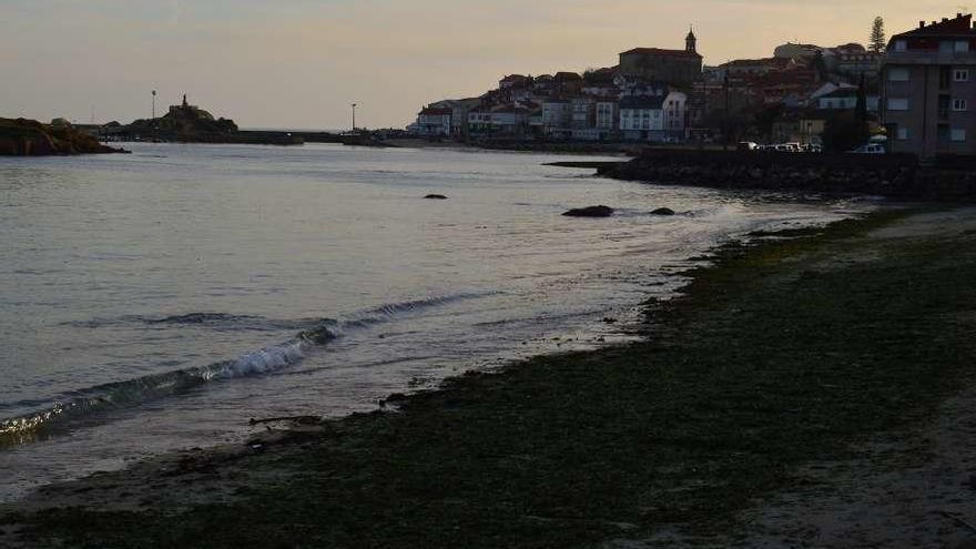 Varios tipos de algas cubren la playa de A Corna, en Palmeira.