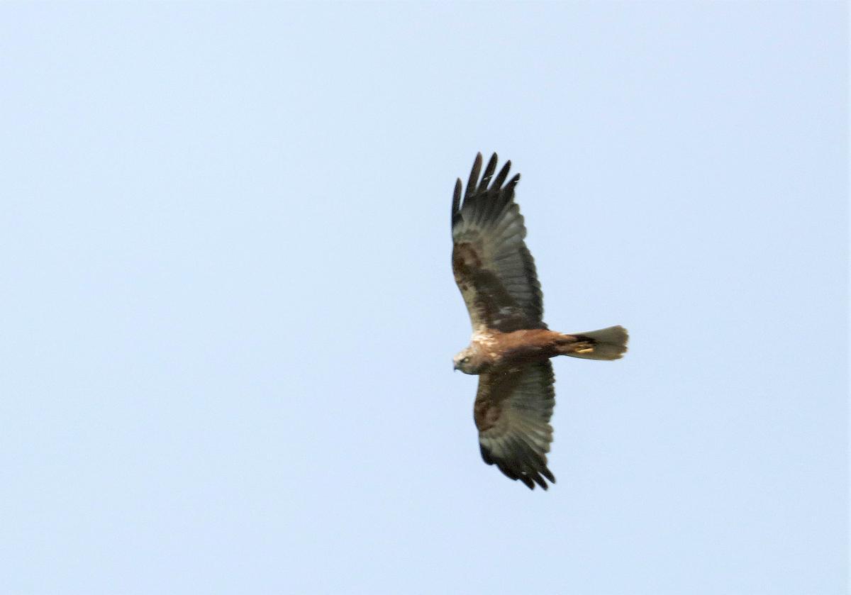 Ejemplar macho de aguilucho lagunero